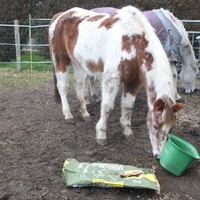 photo de livraison pour Happy Horse Day
