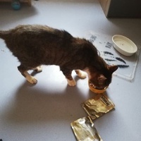 photo de livraison pour Les Chats de la Rue
