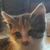 photo animal