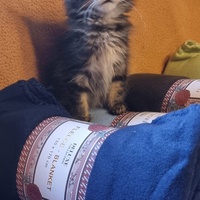 photo de livraison pour Amis de Myrtille