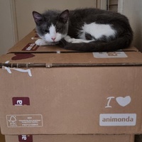 photo de livraison pour Chats Libres des Hauts Cantons de l'Hérault