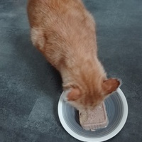 photo de livraison pour Les Pattes de l'Espoir 
