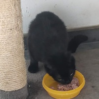 photo de livraison pour Chat Suffit a.sb.l.