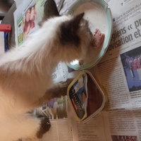 photo de livraison pour Chats-sos