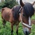 photo animal