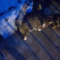 photo de livraison pour Les Chats de Pierrot