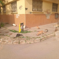 photo de livraison pour Comme Chiens et Chats Maroc