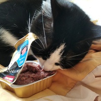 photo de livraison pour Bien vivre avec les Chats Sallélois
