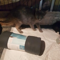 photo de livraison pour Association des Chats Camarguais