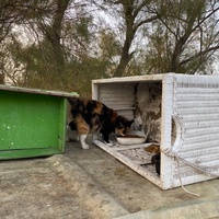 photo de livraison pour Les chats Port-Saint-Louisiens