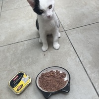 photo de livraison pour Cosa Animalia
