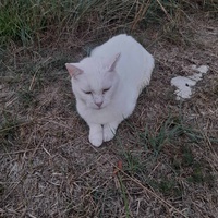 photo de livraison pour Adoption Féline Estuaire