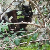 photo de livraison pour Les Chats Perchés de Mirmande