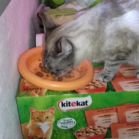 photo de livraison pour Les chats Port-Saint-Louisiens