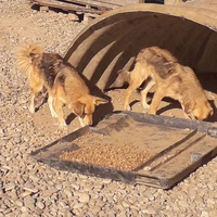 photo de livraison pour Animal Shields Oradea