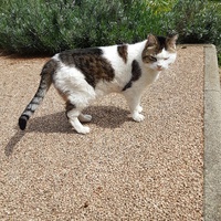 photo de livraison pour Chat de Gout'hier sans Toit