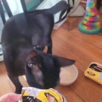 photo de livraison pour Les Chats-Pitresdelavi-Ste