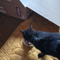 photo de livraison pour Amis de Myrtille