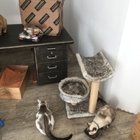 photo de livraison pour Les Chats Libres Condom 32