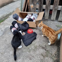 photo de livraison pour Les Chats'nonymes