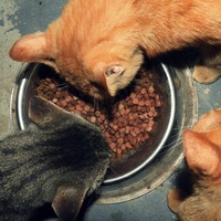 photo de livraison pour Soyons Positifs