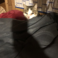 photo de livraison pour Les chats de chez nous