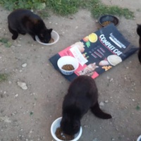 photo de livraison pour Les Chats-Pitresdelavi-Ste