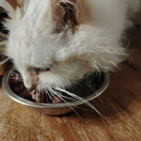 photo de livraison pour Patounes de Chats