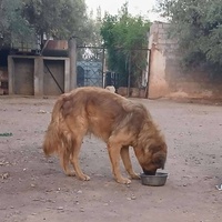photo de livraison pour Help Adopt Moroccan Animals