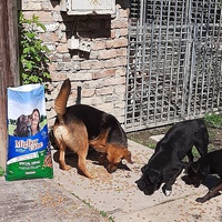 photo de livraison pour Azil za pse"Poslednja oaza"