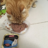 photo de livraison pour L'Ecole du Chat Istreen