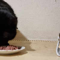photo de livraison pour Chats Libres des Hauts Cantons de l'Hérault