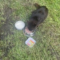 photo de livraison pour Les Chats De QUEAUX