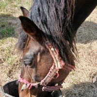 photo de livraison pour Equi-Libre : Droit à la Retraite Equine
