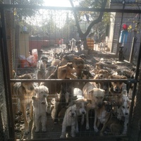 photo de livraison pour Europe4strays