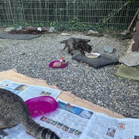 photo de livraison pour Les chats de chez nous