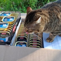 photo de livraison pour Contrôle & Protection des Chats Andréens