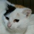 photo animal