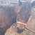 photo animal