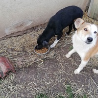 photo de livraison pour Serbian Society for the Protection of Animals - SSPA