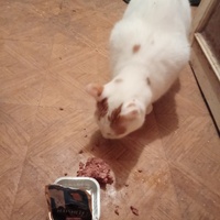 photo de livraison pour Boules d'amour