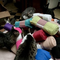 photo de livraison pour Association C.A.T.S. Chat Animal Terrien Solidarité