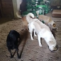 photo de livraison pour Beta Zajecar