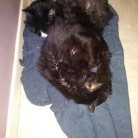 photo de livraison pour Protect Cat
