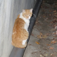 photo de livraison pour Chat Libre de l'Ile du Ramier