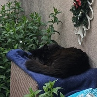 photo de livraison pour Des Cœurs pour les Pattes du 93