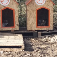 photo de livraison pour Refuge pour chiens de Baia Mare
