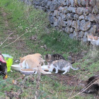 photo de livraison pour Jardin des Chats