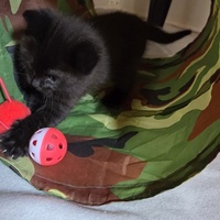 photo de livraison pour Bien vivre avec les Chats Sallélois