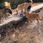 photo de livraison pour Sanctuaire de la Faune de Tanger (SFT)